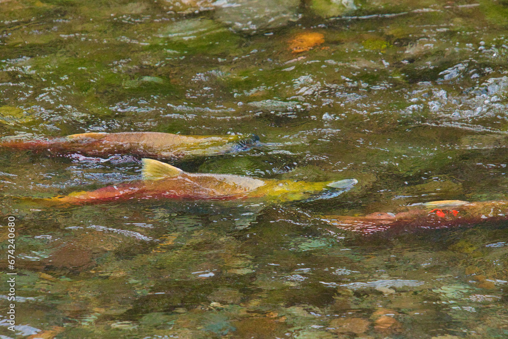 Obraz premium The male sockeye salmons swim a clear stream. Weaver Creek BC Canada 