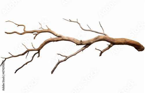Dry branch of dead tree with isolate on a white background