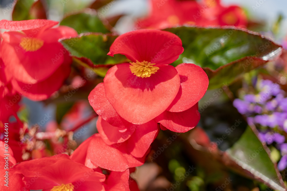 Red begonia flowers - close-up - vibrant colors - garden setting Red begonia flowers - close-up - vibrant colors - garden setting