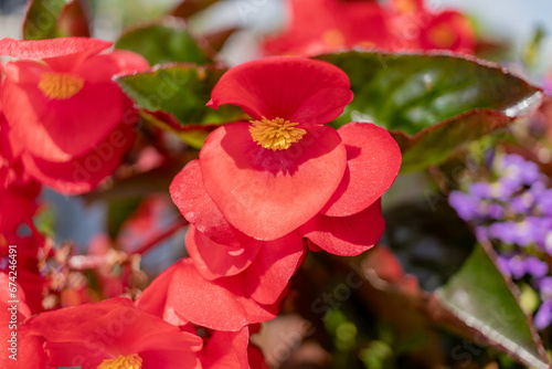 Red begonia flowers - close-up - vibrant colors - garden setting