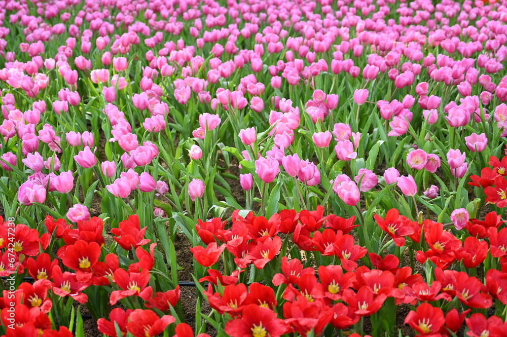 beautiful pink and red tulip in the garden