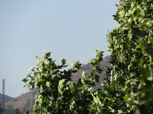 Arboles 