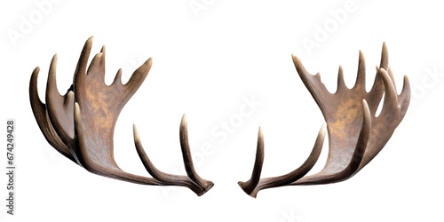 Moose antlers isolated cutout on transparent photo