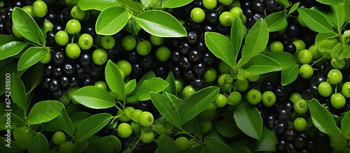 Top down view of vibrant green clusters of youthful Aronia melanocarpa fruits and berries set amidst a sea of lush green leaves An ideal photograph for a plant catalog capturing the essence photo