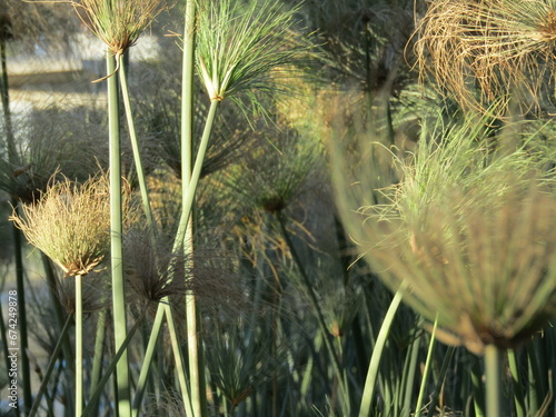Papiro