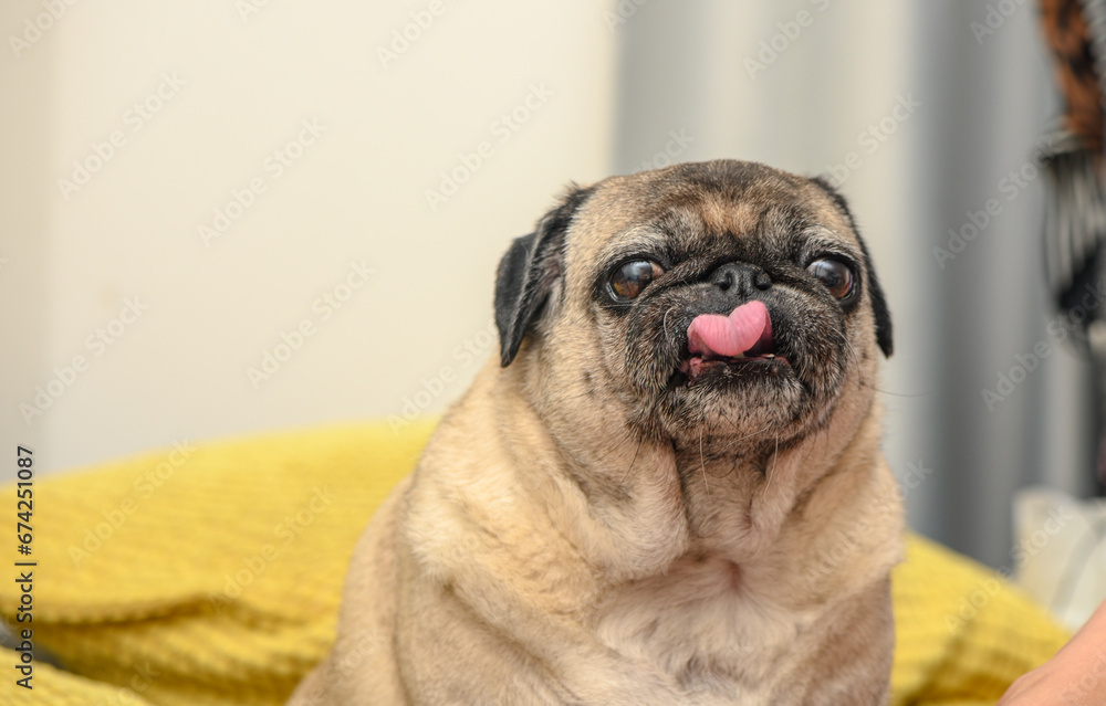 old pug on a sofa with yellow pillows 2