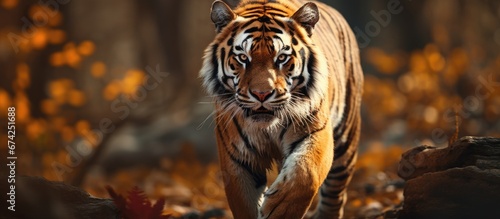 A nature wandering tiger photo