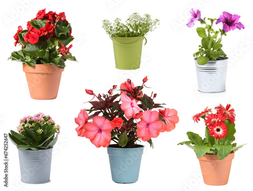 Many flower pots with different plants isolated on white  collection