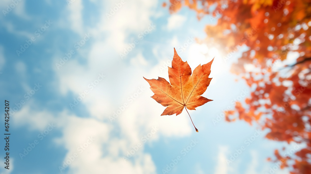 lonely leaf falls in autumn from a tree against a light blue sky, leaf fall on an autumn day background with a copy  space