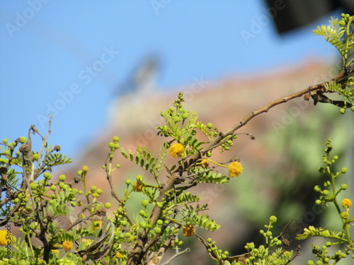 Aromo en primavera 