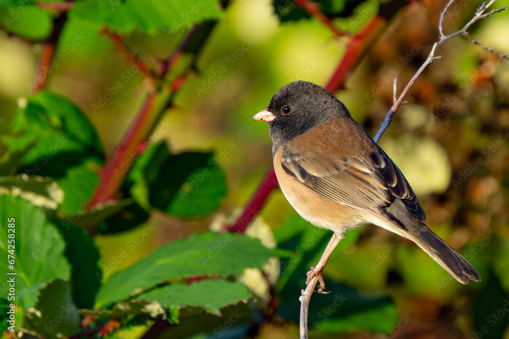 Fototapeta premium Dark-Eyed Junco Bird perched in Blackberry Bramble