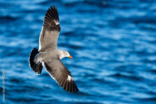 Heerman's Gull in flight over bright blue water photo