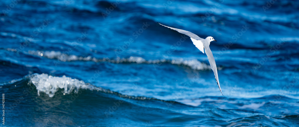 Fototapeta premium Bonaparte's Gull in flight over bright blue water
