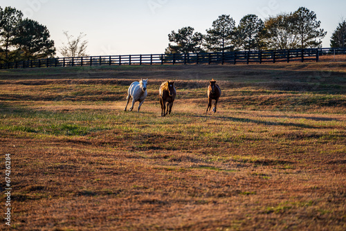 horses running on farm