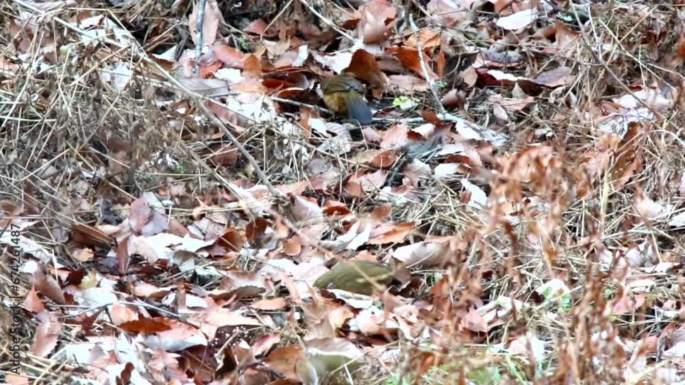 落ち葉をかき分けて餌を探すガビチョウ 落ち葉をかき分けて餌を探すガビチョウ