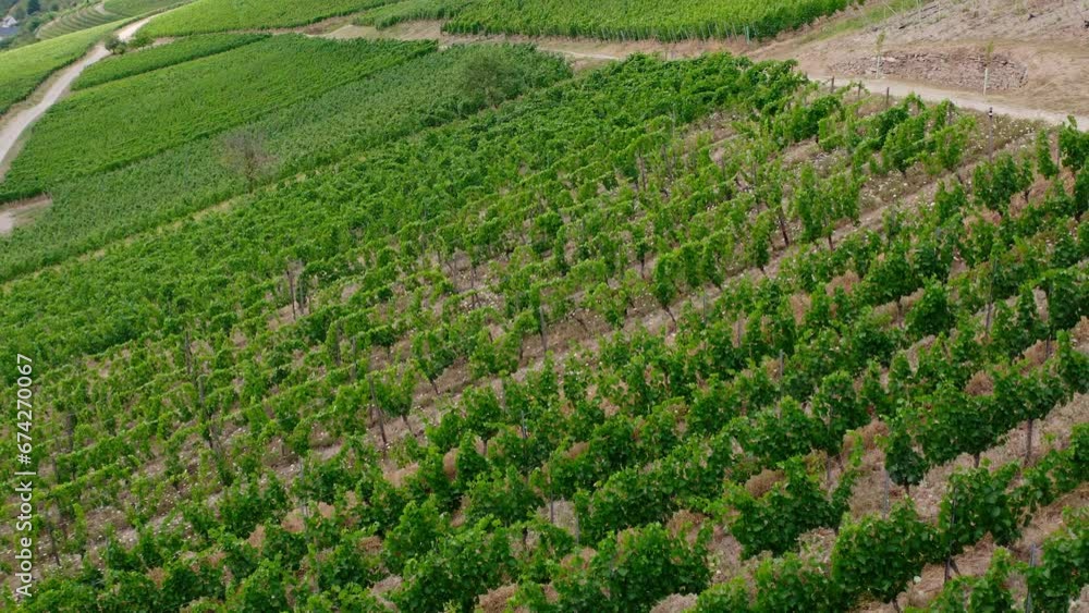 young vineyards from above in summer video young vineyards from above in summer video
