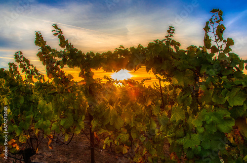 Sunrise through the grape vines_Napa Valley California.