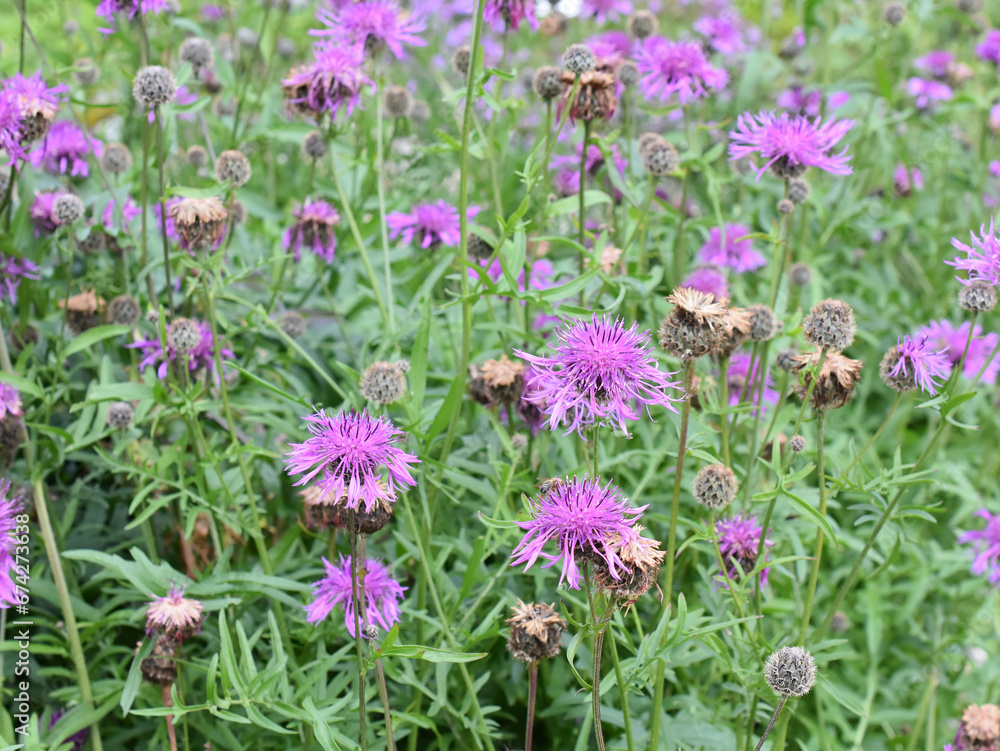 Fototapeta premium Group of pink centaurea cornflower flowers growing in a garden