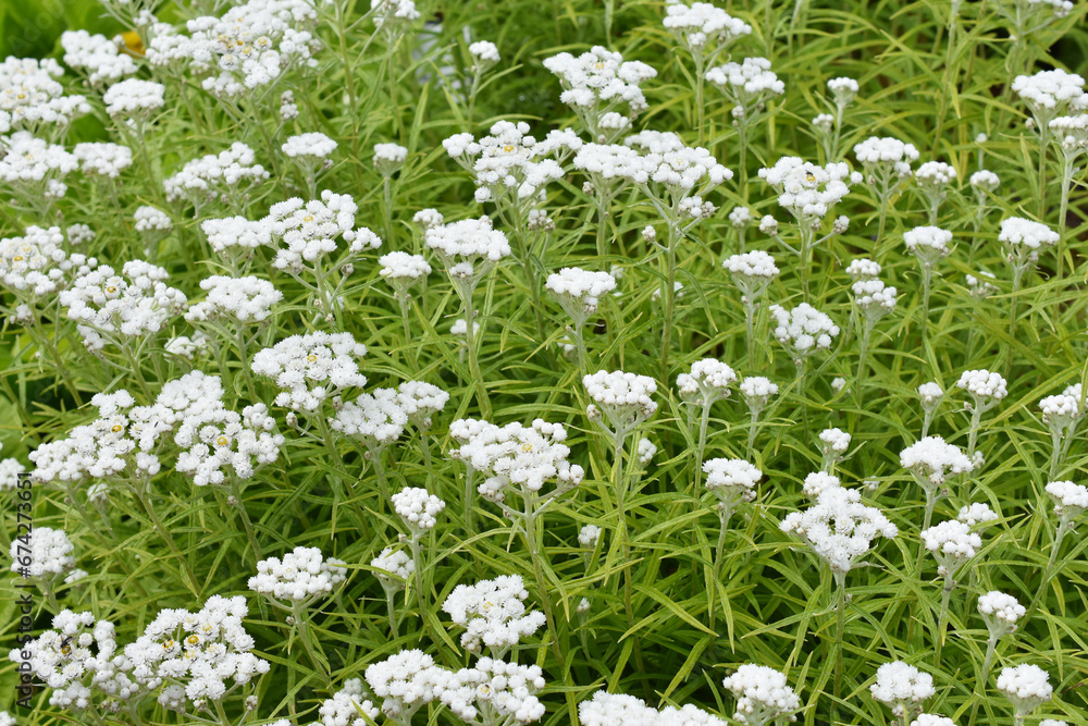 western pearly everlasting Anaphalis margaritacea flowering in a field