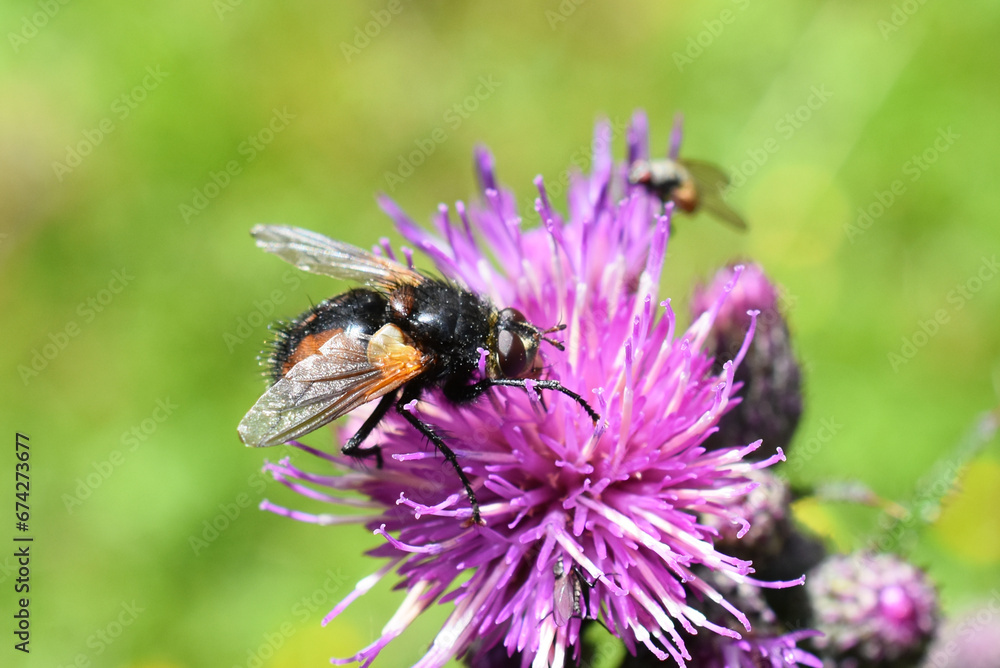 Tachnina fera black an brown fly on thistle flower Tachnina fera black an brown fly on thistle flower