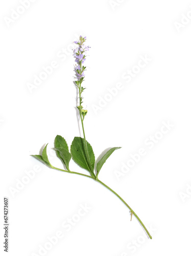 Closeup on common speedwell Veronica officinalis on white background