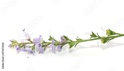 Closeup on common speedwell Veronica officinalis on white background photo