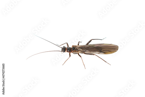 Closeup on dark coloured stonefly plecoptera isolated on white background © hhelene