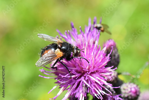 Tachnina fera black an brown fly on thistle flower © hhelene