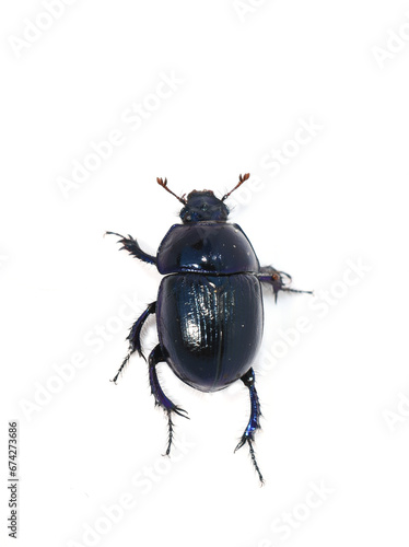 The dung beetle Anoplotrupes stercorosus isolated on white background photo
