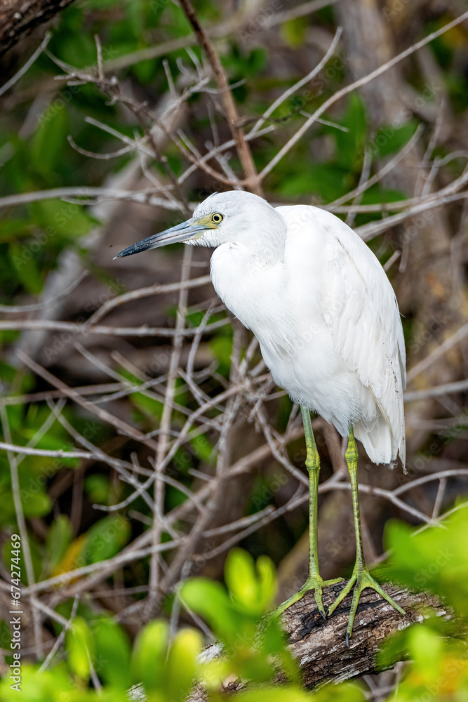 Juvenile white Egret perched on a mangrove branch in Ding Darling National Wildlife Refuge on Sanibel Island Florida, USA. Juvenile white Egret perched on a mangrove branch in Ding Darling National Wildlife Refuge on Sanibel Island Florida, USA.