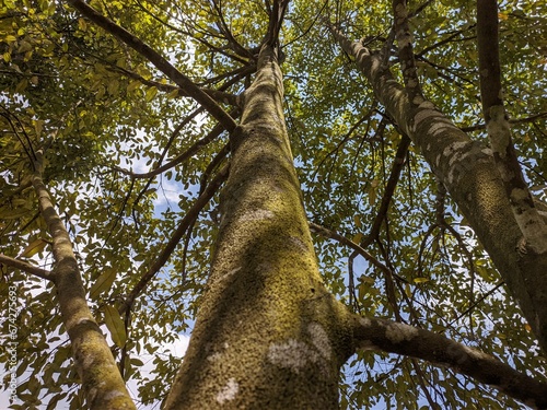 Gaharu tree (Aquilaria malaccensis) in tropical nature borneo photo