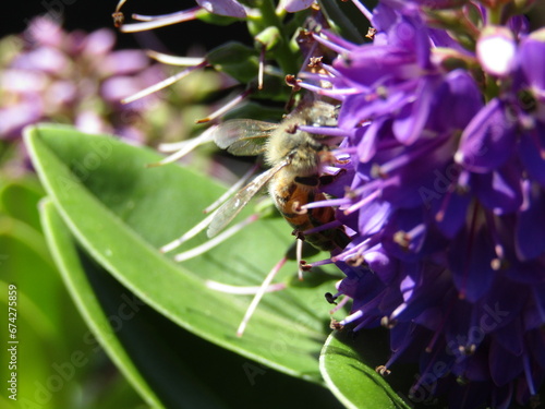 VERONICA CON ABEJA 