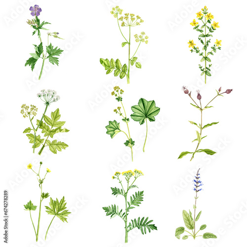 watercolor drawing wild plants and flowers isolated at white background , painted floral elements, hand drawn botanical illustration