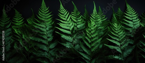 Green fern leaves with an abstract appearance against a dark black backdrop