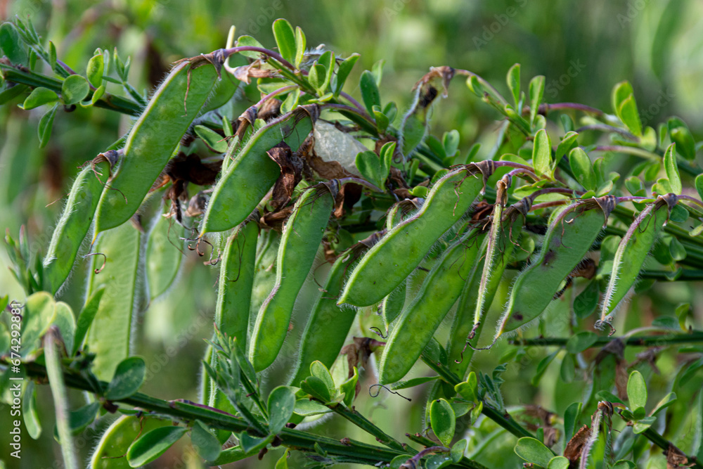 A close up image of a large cluster of green scotch broom seed pods. A close up image of a large cluster of green scotch broom seed pods.