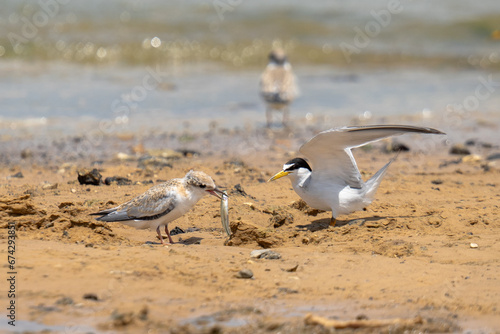 Least tern parent feeding a chick. Denton County, Texas