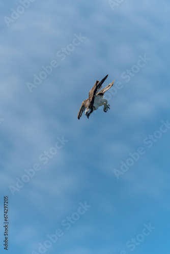 osprey in flight diving