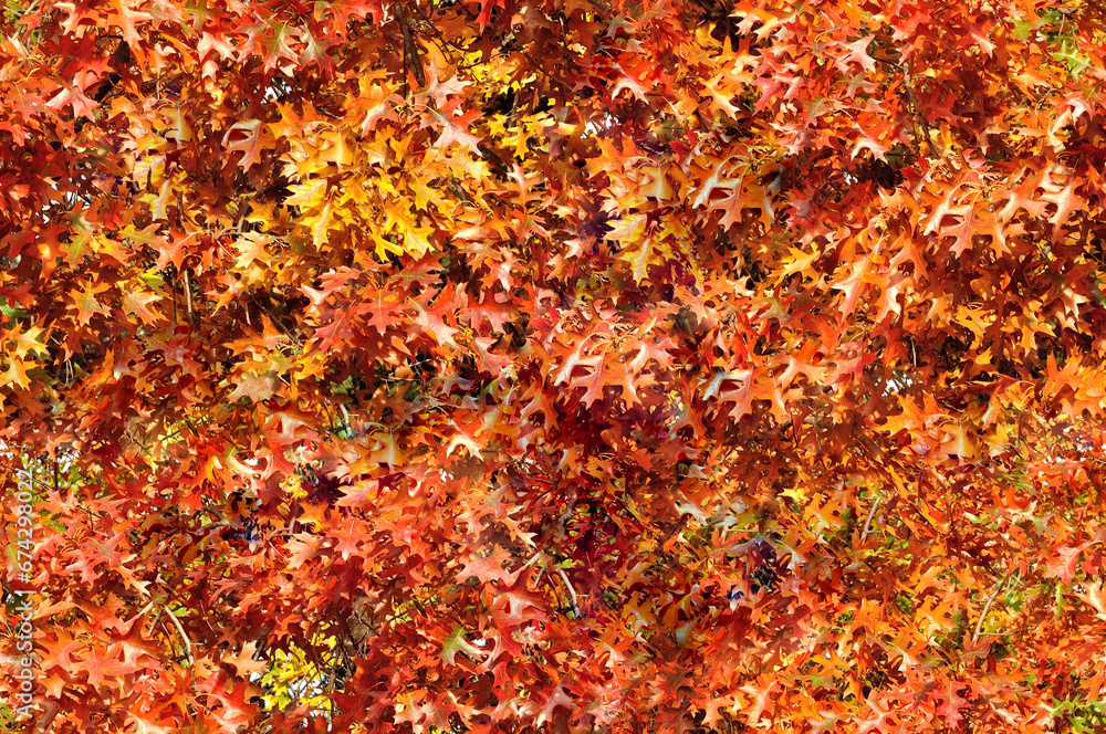 Red oak, Vibrant red leaves, Seasonal colors, Red oak in the fall, Autumn nature, Red oak, Vibrant red leaves, Seasonal colors, Red oak in the fall, Autumn nature,