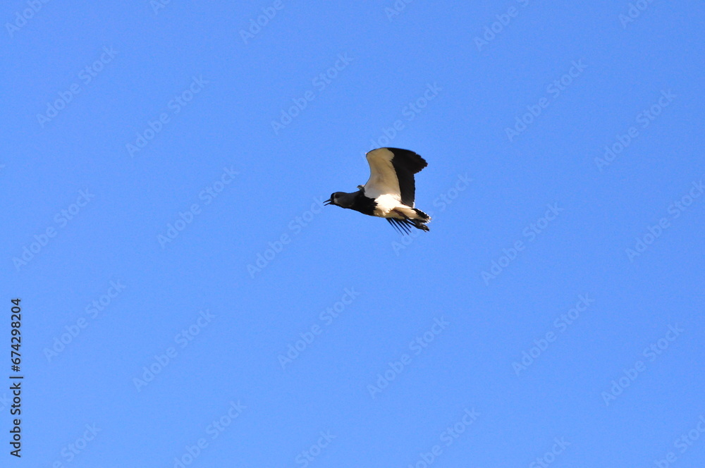 Obraz premium Bird in the wild, Southern Lapwing in the Wild,vanellus chilensis