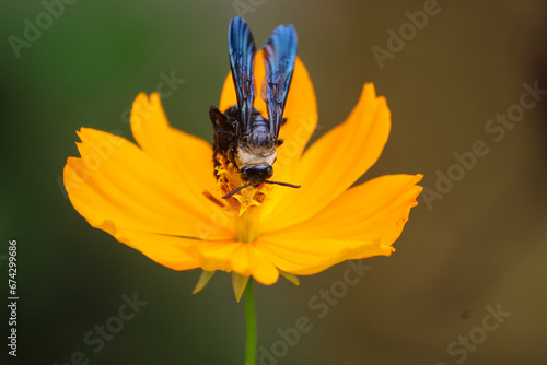 bee on yellow flower © rajitha