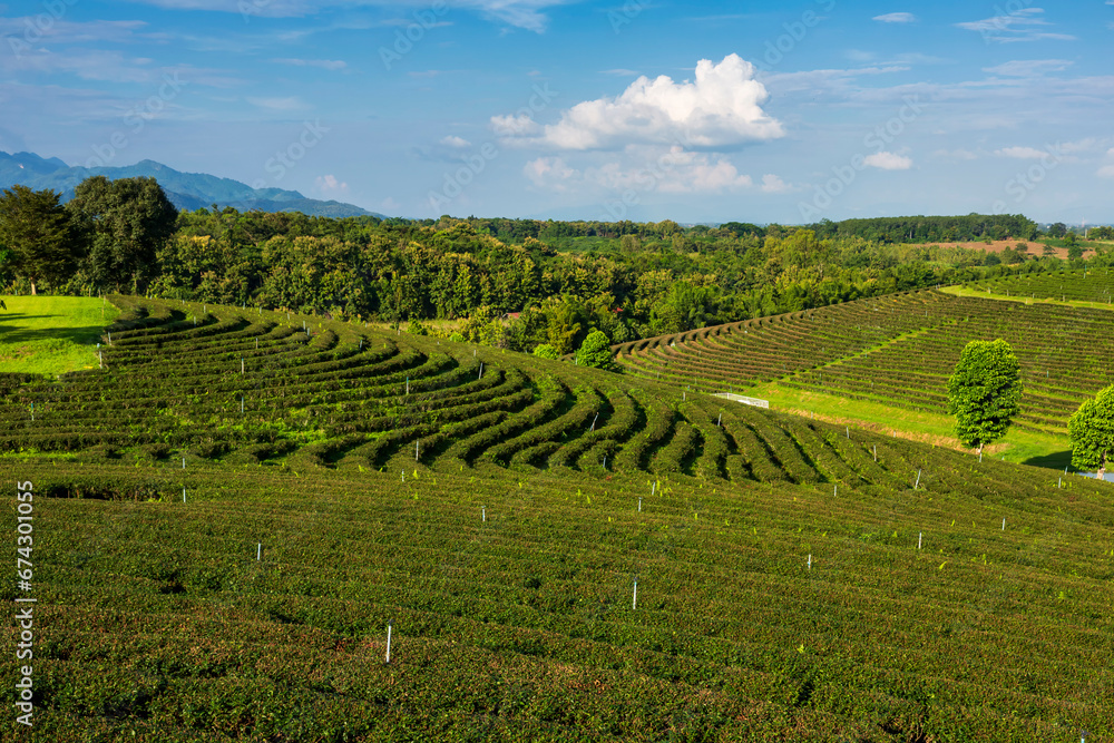 Beautiful landscape view of choui fong tea plantation with blue sky in the late afternoon at Maejan, Chiangrai province, Northern of Thailand