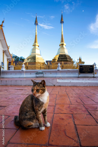 A thai cat sitting on beautiful golden pagodas in Phra That Doi Tung temple in the evening and quiet, Mae Sai District, Chiang Rai Province, Thailand