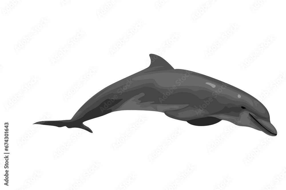 Fototapeta premium dolphin isolated on transparent background