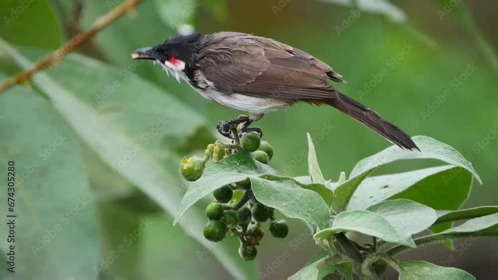 Red Whiskered Bulbul bird eating green seed of wild plant in Mauritius Red Whiskered Bulbul bird eating green seed of wild plant in Mauritius