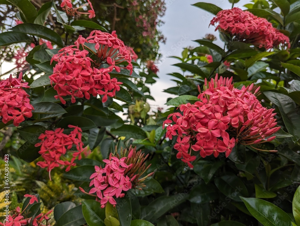 Clusters of red ixora flowers and leaves (Ixora coccinea) Clusters of red ixora flowers and leaves (Ixora coccinea)