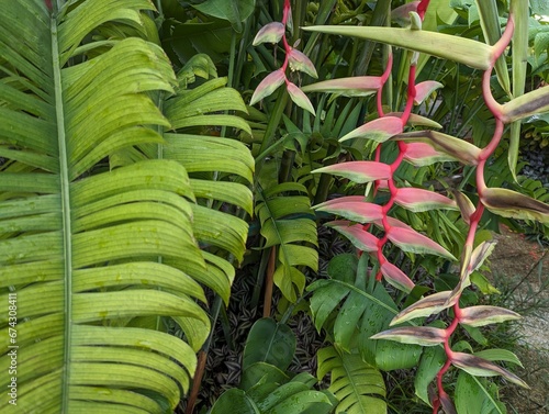 Close up of bright pink Heliconia flowers and light green long leaves (Heliconia chartacea) photo