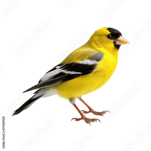 American Goldfinch bird isolated on transparent background,transparency  © SaraY Studio 