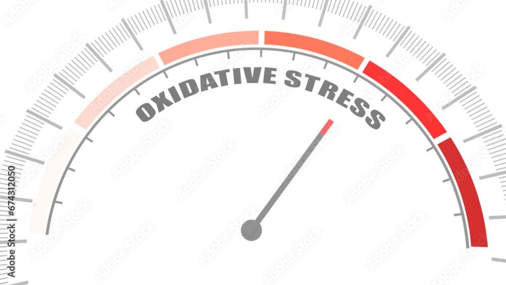 Oxidative stress value measuring device with arrow and scale. Free radicals cause oxidation of the cellular membrane proteins and lipids, and damage of the cellular components. Oxidative stress value measuring device with arrow and scale. Free radicals cause oxidation of the cellular membrane proteins and lipids, and damage of the cellular components.