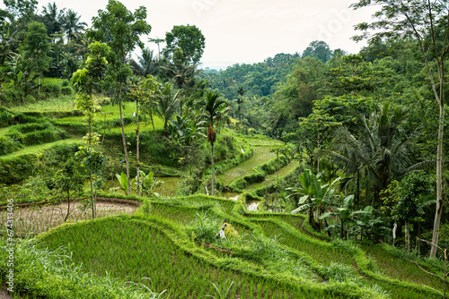 Panoramic view of vast terraced rice fields in the rural area of Tetebatu village in the island of Lombok in West Nusa Tenggara, Indonesia