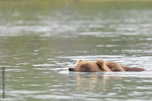 A large Brown Bear (Ursus arctos) swims across Crescent Lake, in the heart of the Chigmit Mountains, part of Lake Clark National Park and Preserve, Alaska. photo